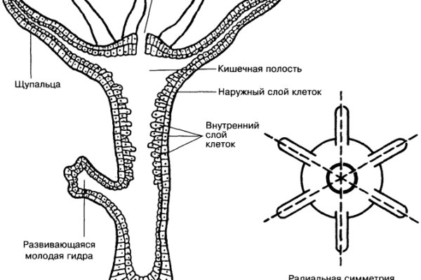 Как открыть ссылку с кракена