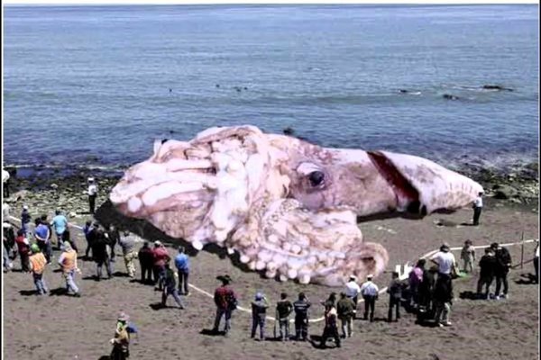 Kraken krn